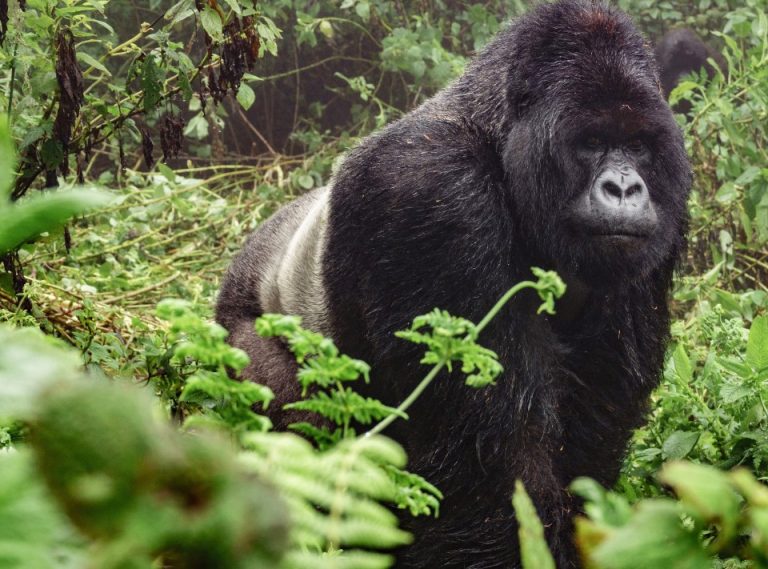 bwindi1