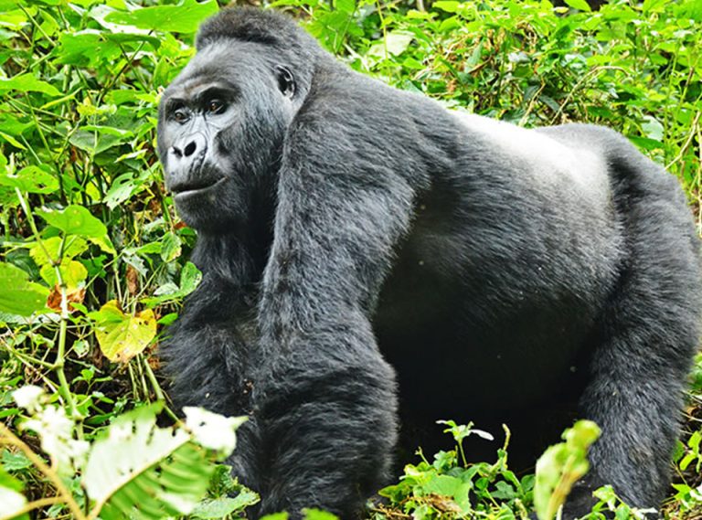 gorilla-1-2