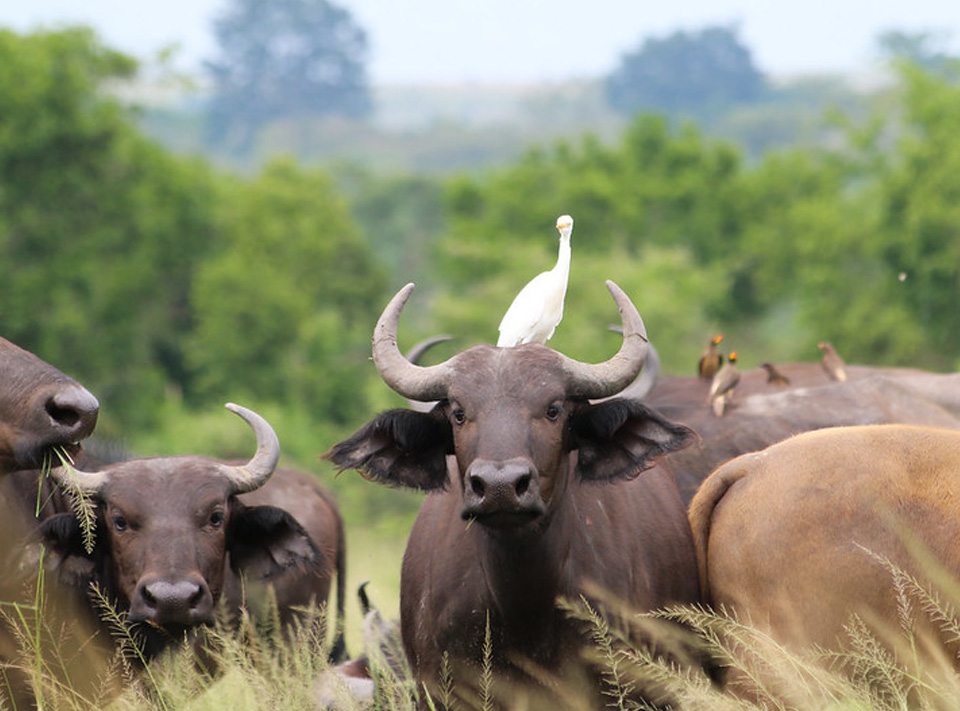 3 DAYS OF QUEEN ELIZABETH NATIONAL PARK